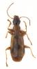 Demetrias imperialis